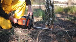 Best Stump Grinding and Removal  in Green Island, NY